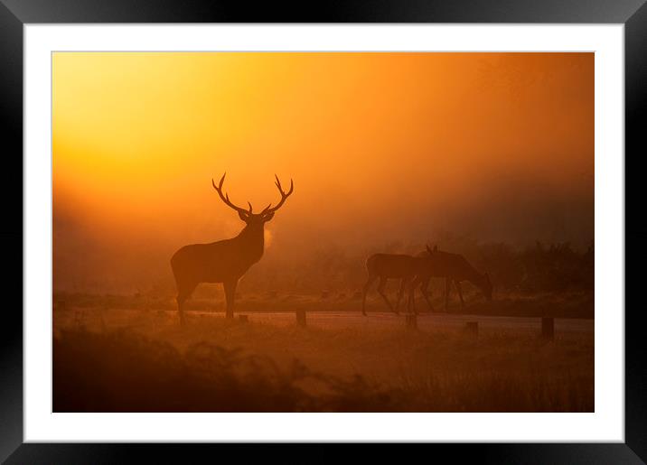  On Guard Framed Mounted Print by Dave Wragg