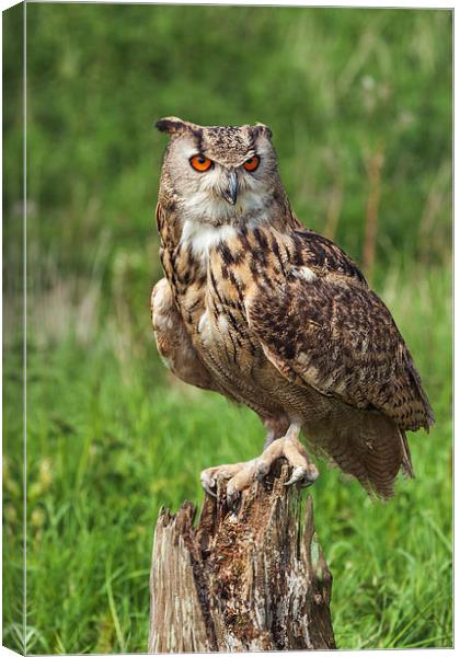 Magnificent Eagle Owl on Tree Stump.  Canvas Print by Ian Duffield