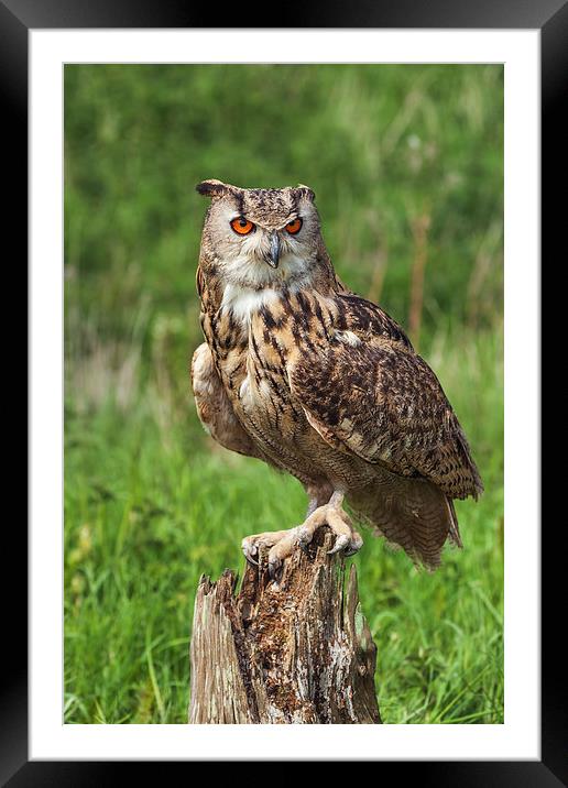 Magnificent Eagle Owl on Tree Stump.  Framed Mounted Print by Ian Duffield