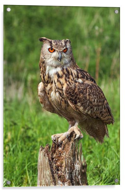 Magnificent Eagle Owl on Tree Stump.  Acrylic by Ian Duffield