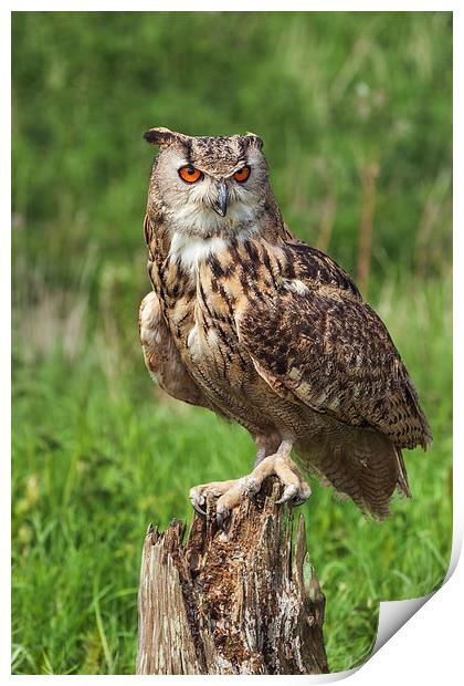Magnificent Eagle Owl on Tree Stump.  Print by Ian Duffield