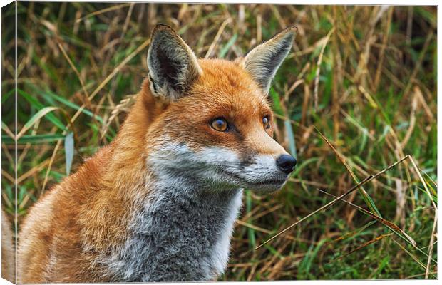  Fox in the grass. Canvas Print by Ian Duffield