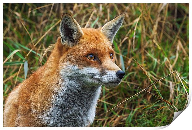  Fox in the grass. Print by Ian Duffield