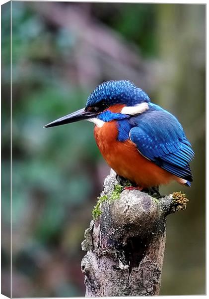 Kingfisher Canvas Print by Gerald Robinson