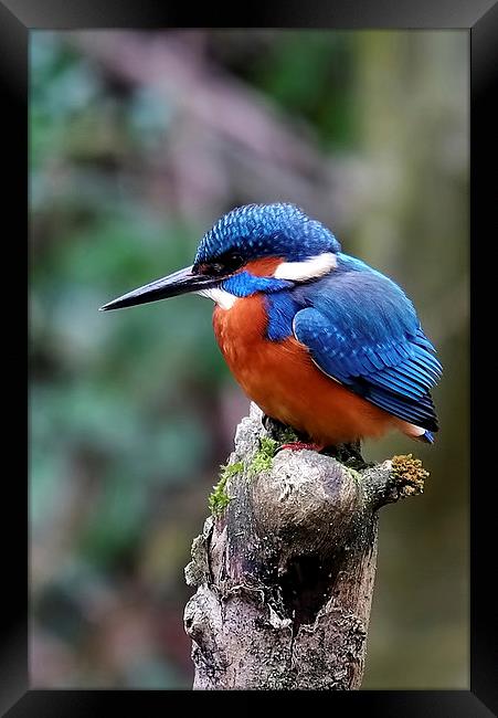  Kingfisher Framed Print by Gerald Robinson