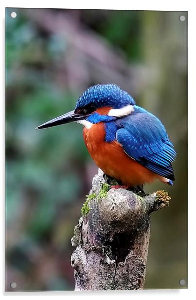  Kingfisher Acrylic by Gerald Robinson