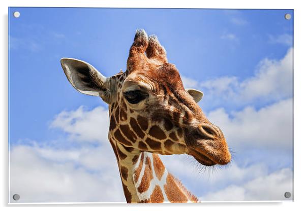  Curious Giraffe Acrylic by Ian Duffield
