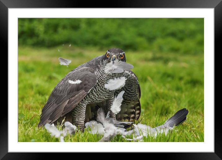  A plucking good time. Framed Mounted Print by Ian Duffield
