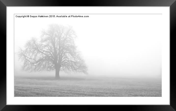  a tree in fog Framed Mounted Print by Seppo Hakkinen