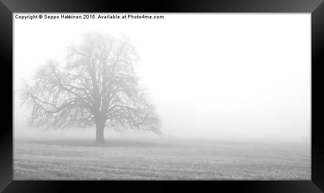  a tree in fog Framed Print by Seppo Hakkinen