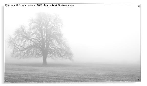  a tree in fog Acrylic by Seppo Hakkinen
