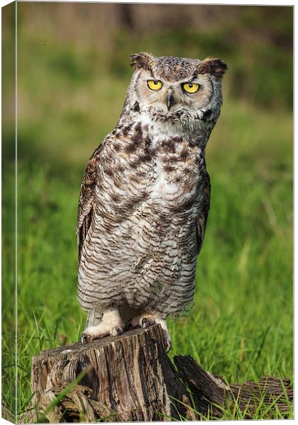 Great Horned Owl leaning over.  Canvas Print by Ian Duffield