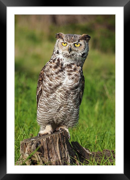Great Horned Owl leaning over.  Framed Mounted Print by Ian Duffield