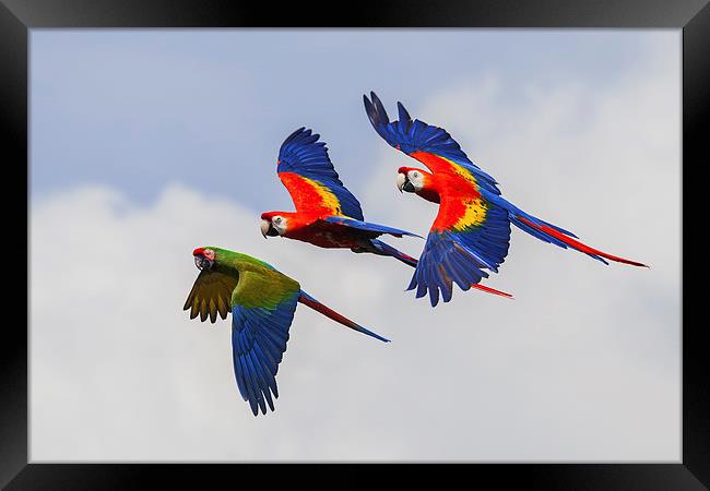  Multi-coloured macaws in flight, Framed Print by Ian Duffield