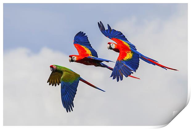  Multi-coloured macaws in flight, Print by Ian Duffield