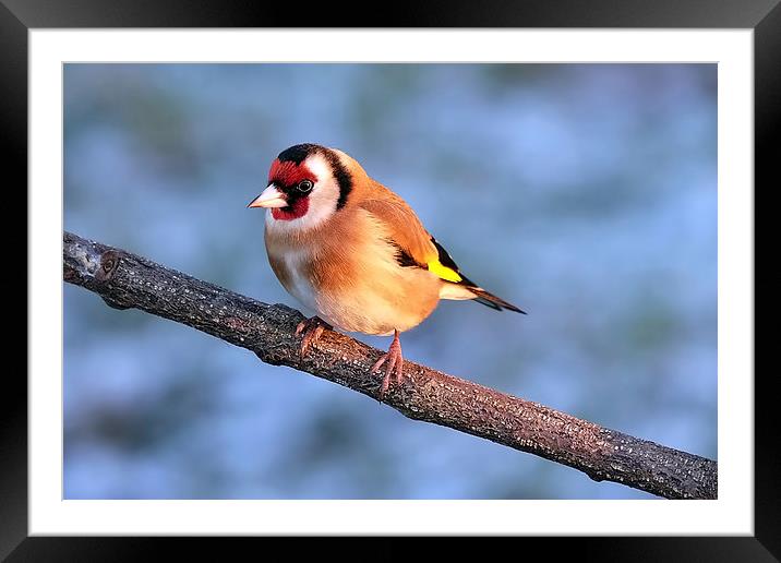  Goldfinch in the winter sun Framed Mounted Print by Gerald Robinson