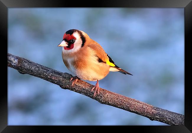  Goldfinch in the winter sun Framed Print by Gerald Robinson
