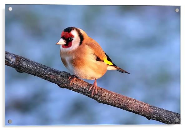  Goldfinch in the winter sun Acrylic by Gerald Robinson
