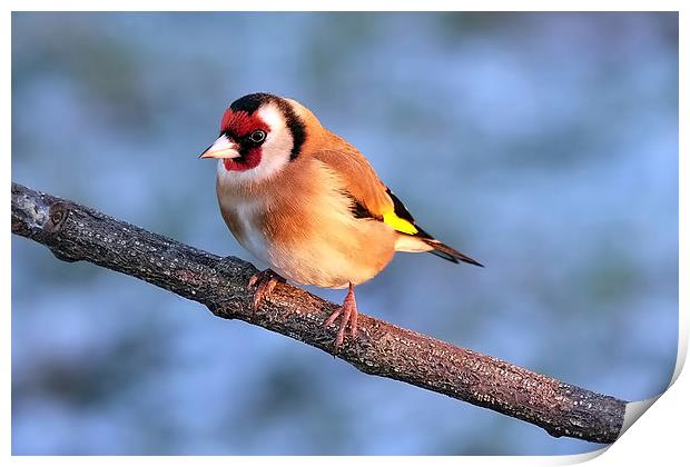  Goldfinch in the winter sun Print by Gerald Robinson