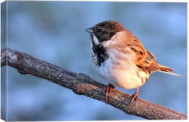  Reed Bunting on branch Canvas Print by Gerald Robinson