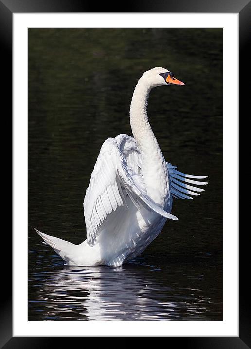  Standing Swan. Framed Mounted Print by Ian Duffield