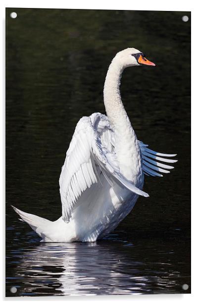  Standing Swan. Acrylic by Ian Duffield