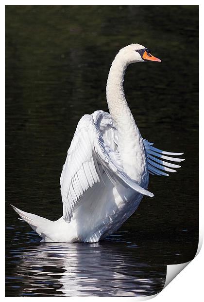  Standing Swan. Print by Ian Duffield