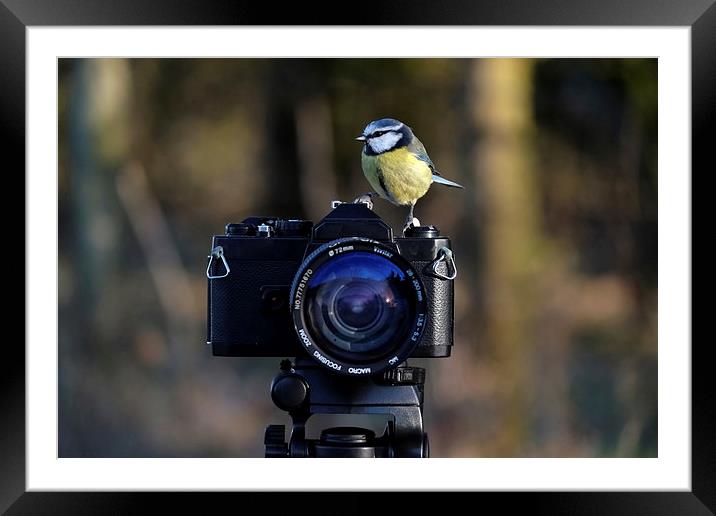  Bird on film camera Framed Mounted Print by Gerald Robinson