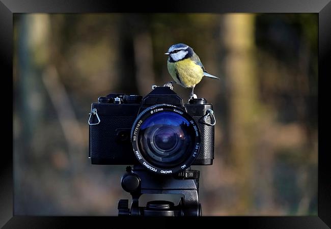  Bird on film camera Framed Print by Gerald Robinson