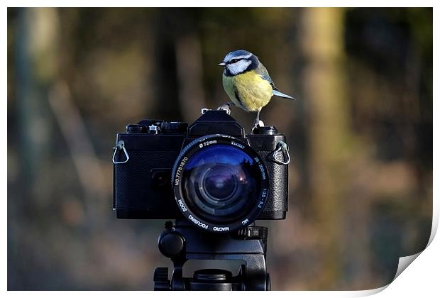  Bird on film camera Print by Gerald Robinson