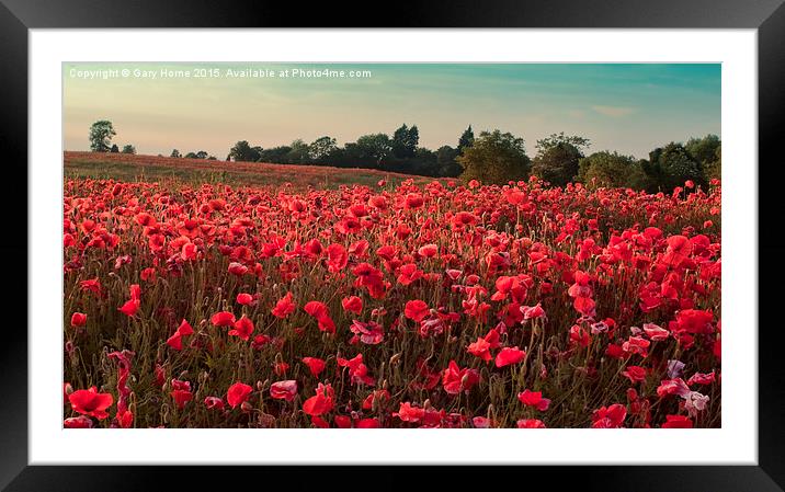  The Poppies of Remembrance... Framed Mounted Print by Gary Horne
