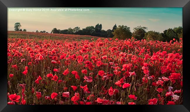  The Poppies of Remembrance... Framed Print by Gary Horne