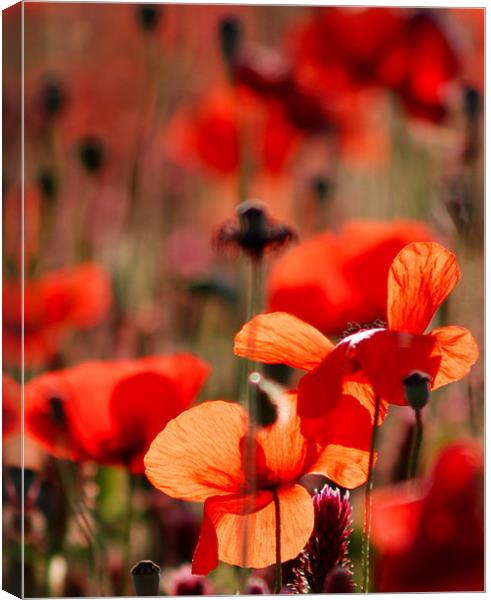 Red Poppy Canvas Print by Claire Gardner