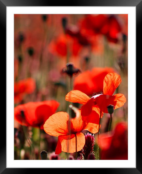 Red Poppy Framed Mounted Print by Claire Gardner