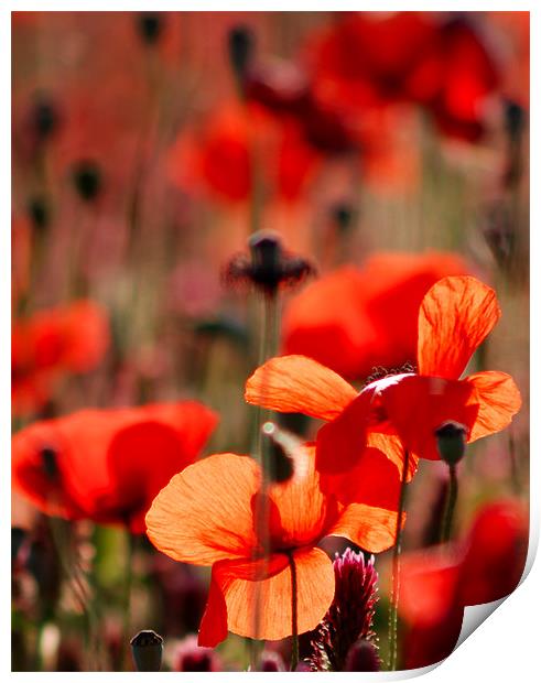 Red Poppy Print by Claire Gardner