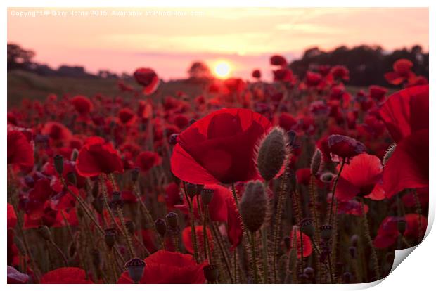  The Poppies of Remembrance  Print by Gary Horne