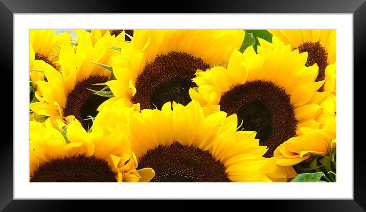Sunflowers Framed Mounted Print by Claire Gardner