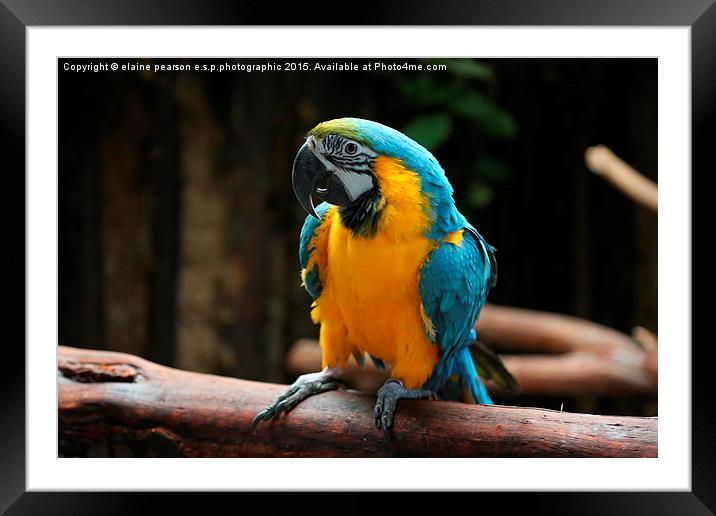  Blue macaw Framed Mounted Print by Elaine Pearson