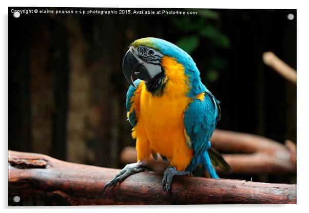  Blue macaw Acrylic by Elaine Pearson