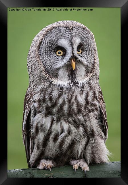  Great Grey Owl Framed Print by Alan Tunnicliffe
