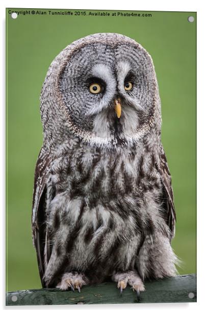  Great Grey Owl Acrylic by Alan Tunnicliffe