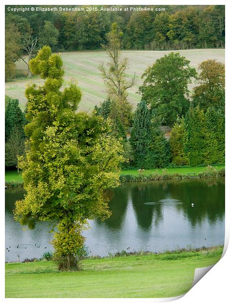  Mistletoe Tree by River Chess at Latimer. Print by Elizabeth Debenham