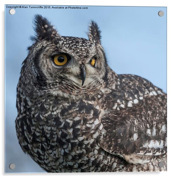  Eagle Owl Acrylic by Alan Tunnicliffe