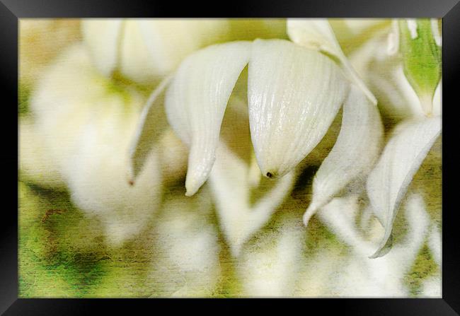 Agave Blossoms Framed Print by Mary Lane