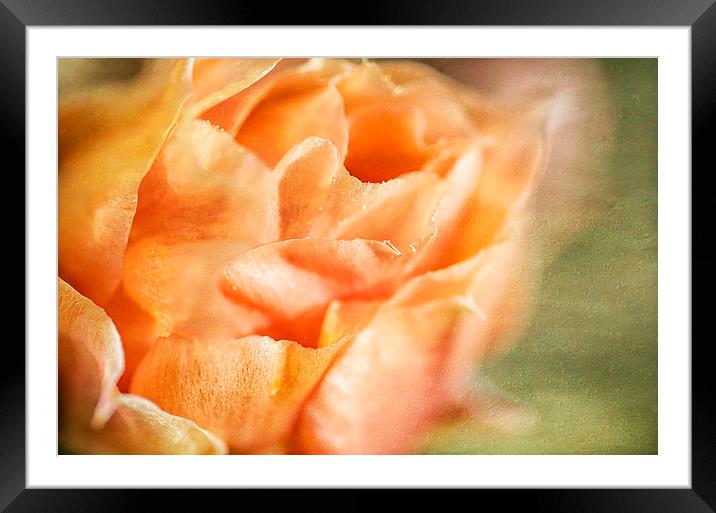 Coral Cactus Flower Framed Mounted Print by Mary Lane