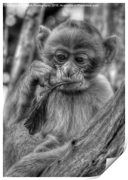  Little Barbary Monkey Print by rawshutterbug 