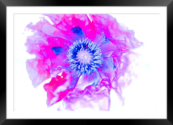 Abstract Poppy Framed Mounted Print by Claire Gardner
