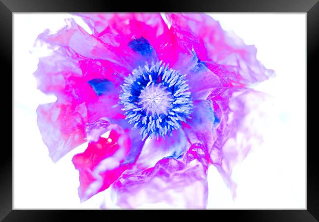 Abstract Poppy Framed Print by Claire Gardner