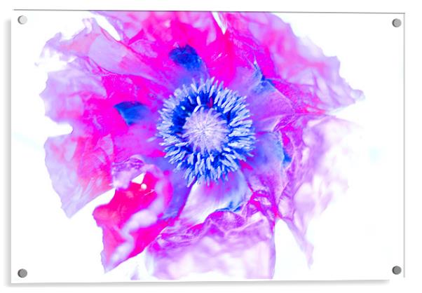Abstract Poppy Acrylic by Claire Gardner