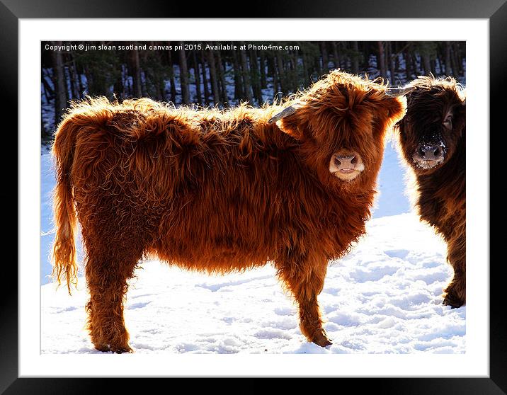 Highland Cow Framed Mounted Print by jim scotland fine art